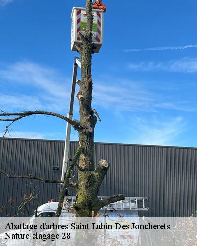 abattage-d-arbre-saint-lubin-des-joncherets-28350-1