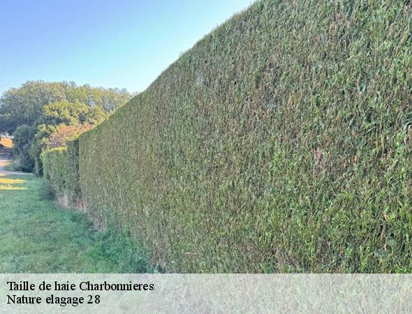 taille-de-haie-charbonnieres-28330-7