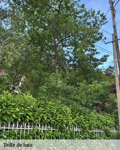 taille-de-haie-montharville-28800-6