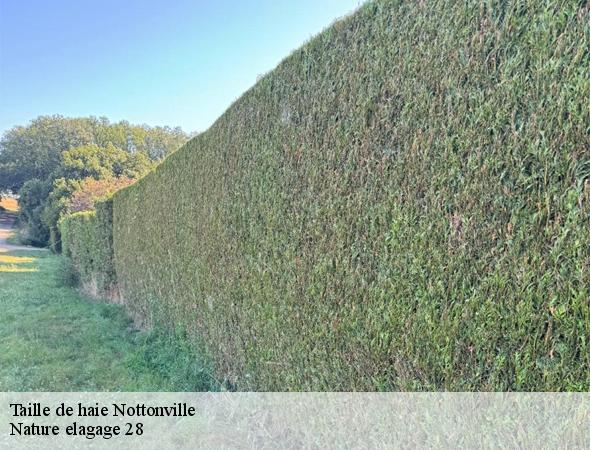 taille-de-haie-nottonville-28140-7
