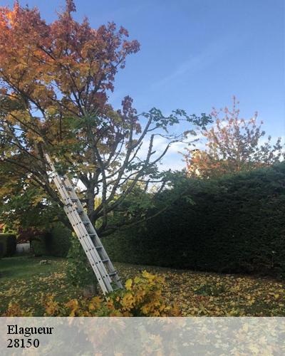 elagueur-ymonville-28150-5