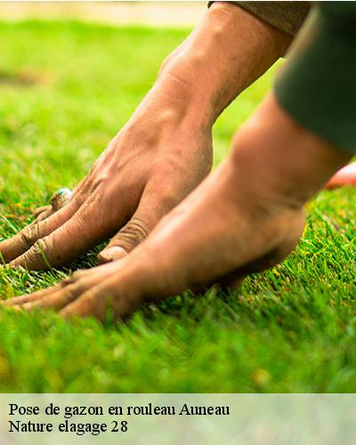 pose-de-gazon-en-rouleau-auneau-28700-4